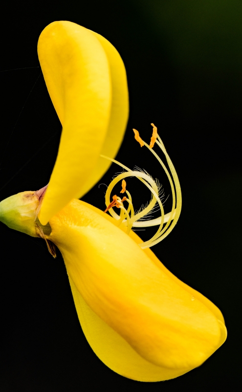 Photo Flore Fleur de genet