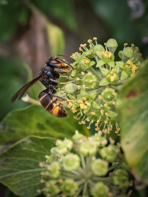 Photo Insectes Frelon asiatique