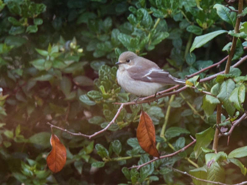 Photo Oiseaux Gobe mouche gris mâle