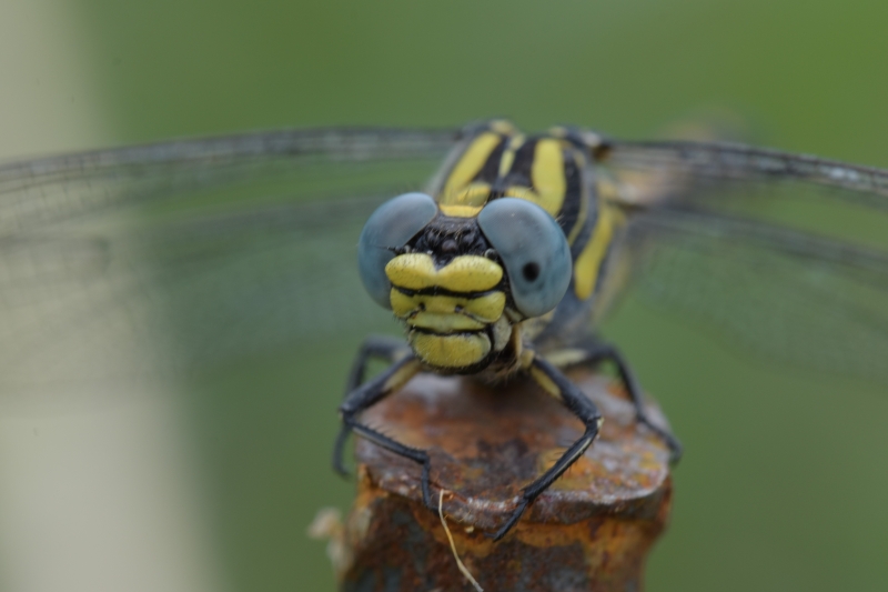 Photo Insectes Gomphe à pinces femelle