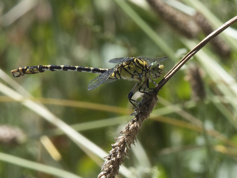 Photo Insectes Gomphe à pinces mâle