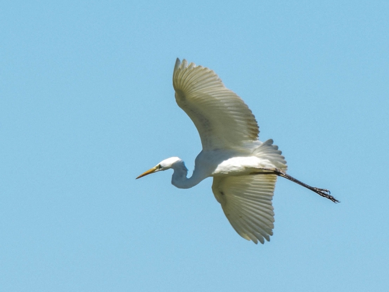 Photo Oiseaux Grande aigrette