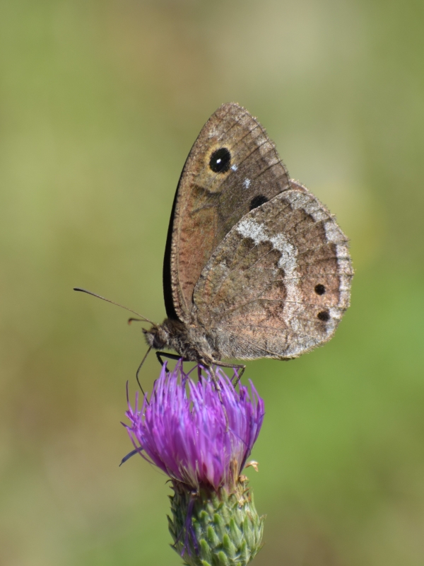 Photo Insectes Grande Coronide