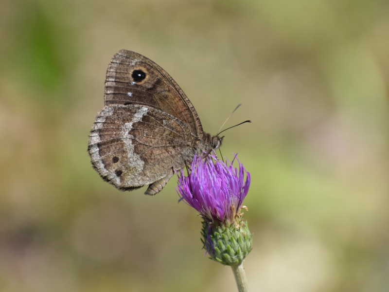 Photo Insectes Grande Coronide