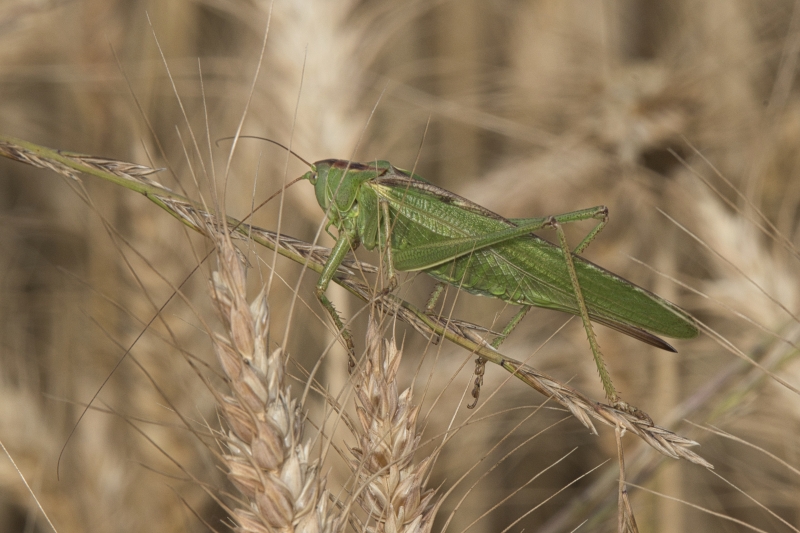 Photo Insectes Grande sauterelle verte