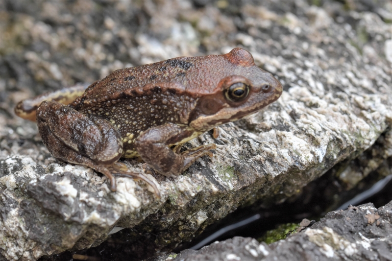 Photo Amphibiens Grenouille rousse