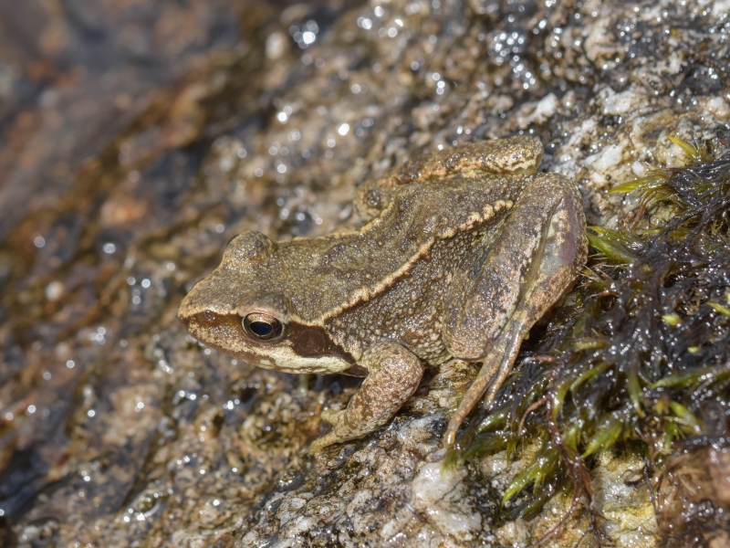 Photo Amphibiens Grenouille rousse