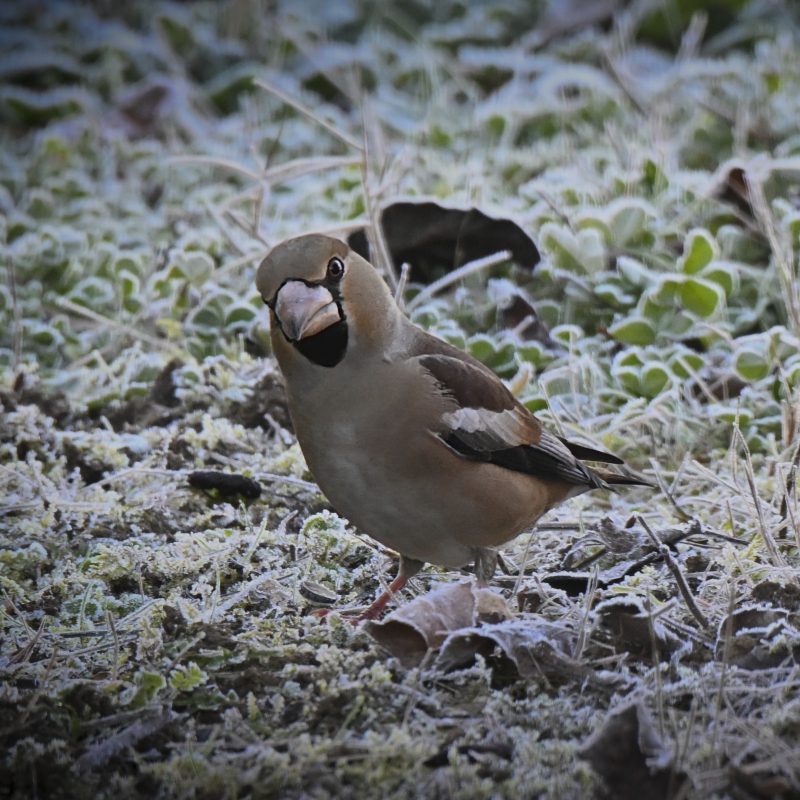 Photo Oiseaux Gros-bec