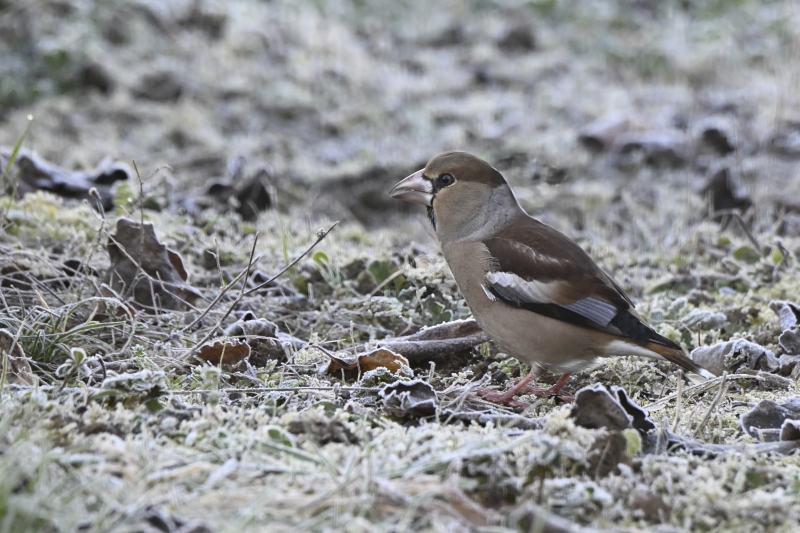 Photo Oiseaux Gros-bec