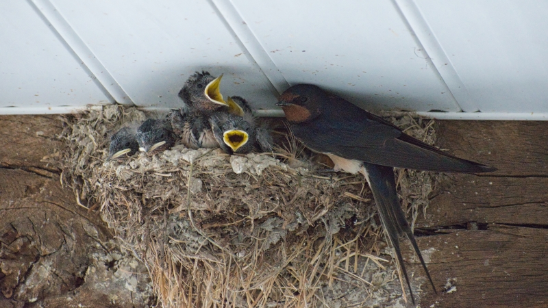 Photo Oiseaux Hirondelle rustique