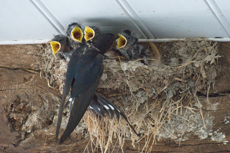 Photo Oiseaux Hirondelle rustique