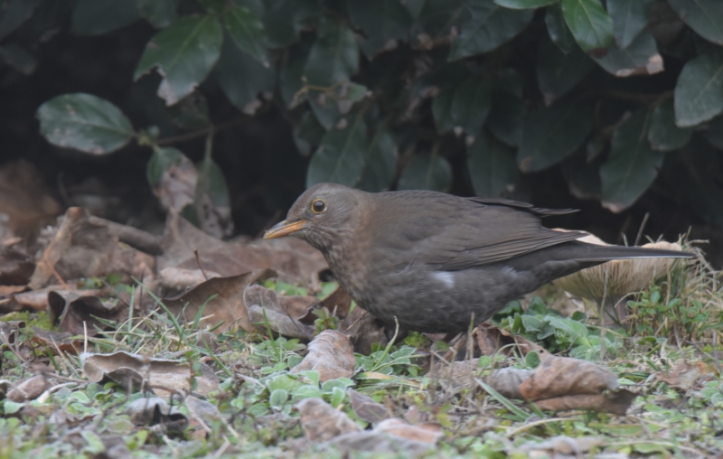 Photo Oiseaux Jeune merle