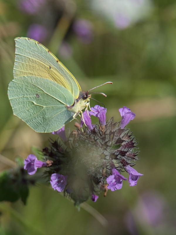 Photo Insectes Papillon Le Citron