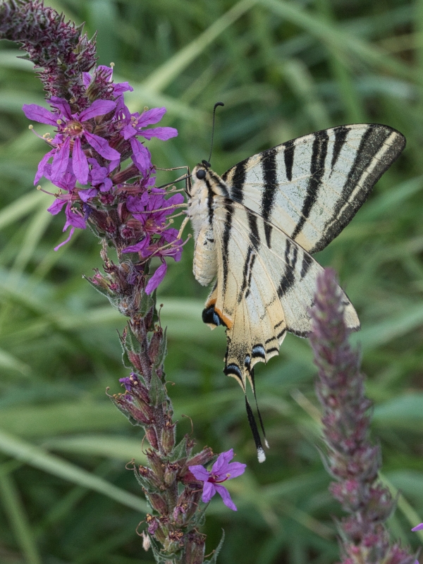 Photo Insectes Le Flambé