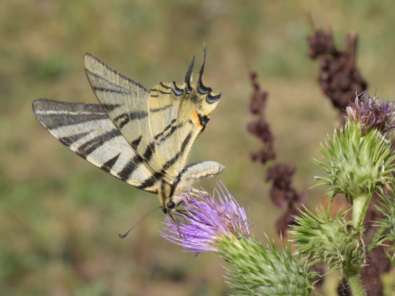 Photo Insectes Le Flambé