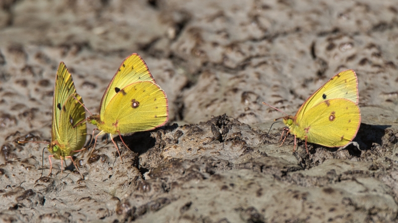 Photo Insectes Le Souci