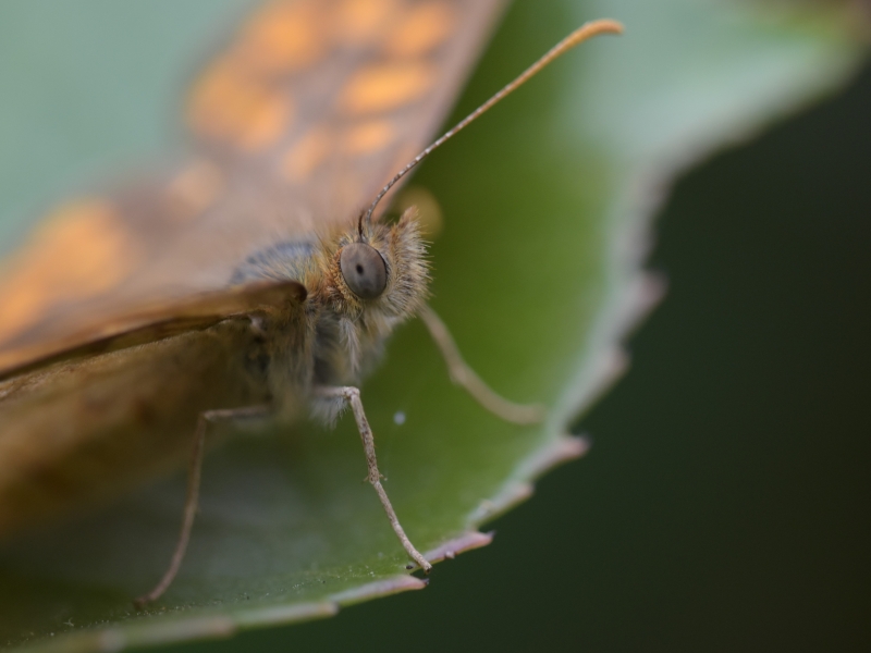 Photo Insectes Le Tircis