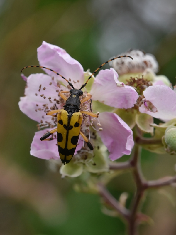 Photo Insectes Lepture tacheté (Rutpela maculata)