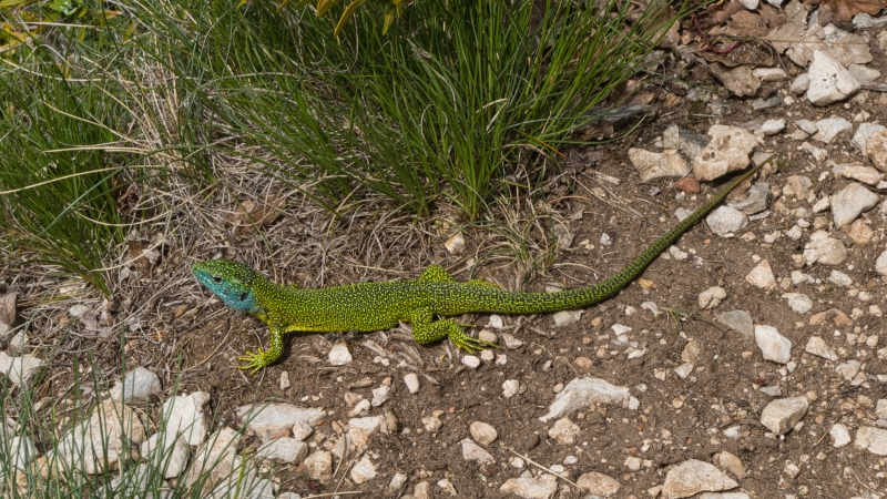 Photo Reptiles Lézard vert occidental