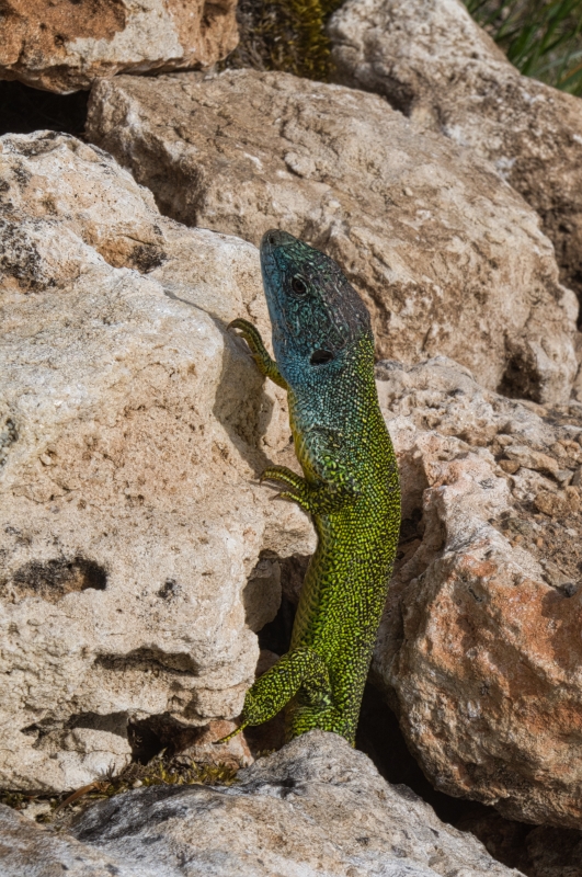 Photo Reptiles Lézard vert occidental