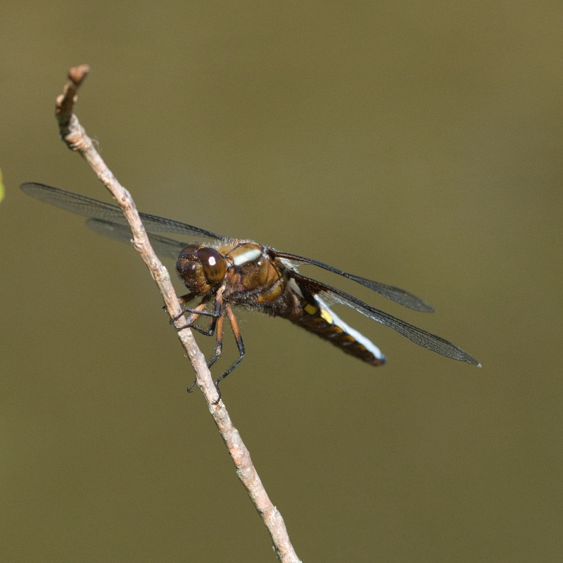 Photo Insectes Libellule déprimée mâle