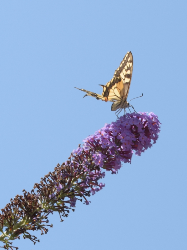 Photo Insectes Machaon