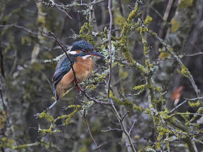 Photo Oiseaux Martin-pêcheur