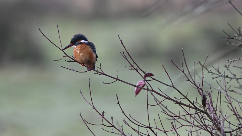 Photo Oiseaux Martin-pêcheur