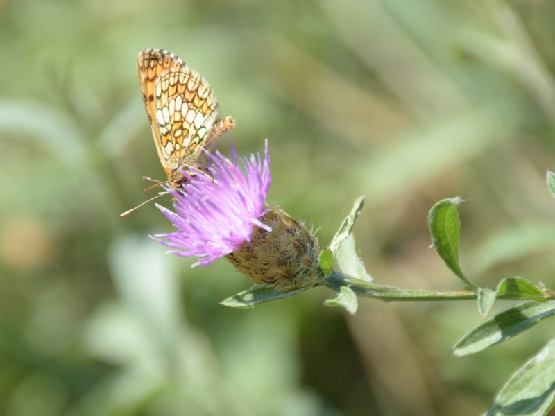 Photo Insectes Mélitée des centaurées