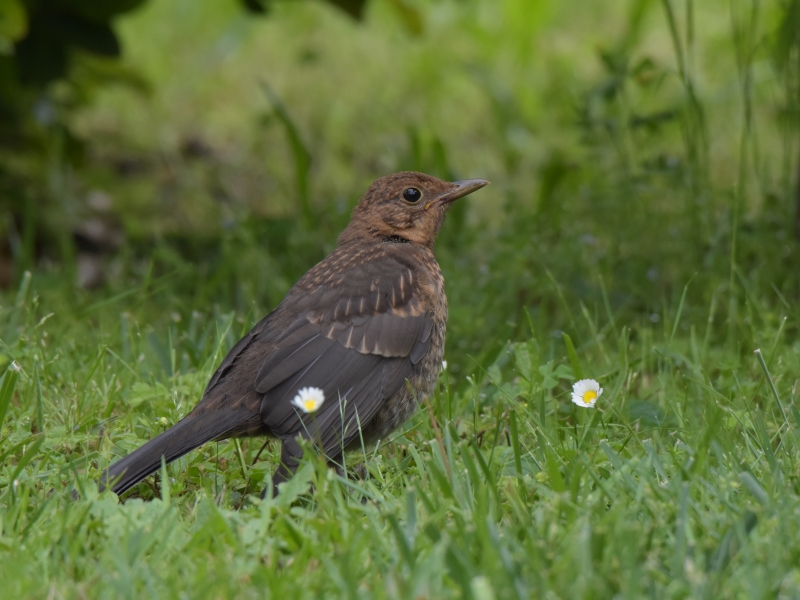 Photo Oiseaux Merle juvénile