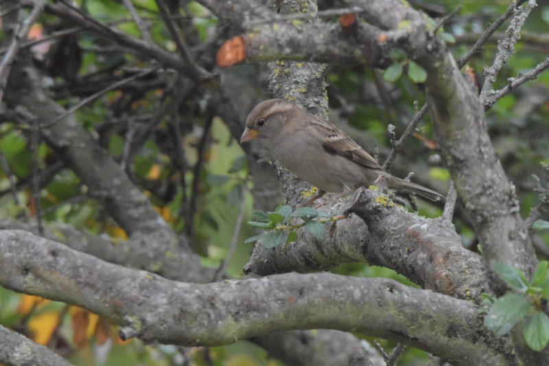 Photo Oiseaux Moineau domestique (Passer domesticus) femelle)