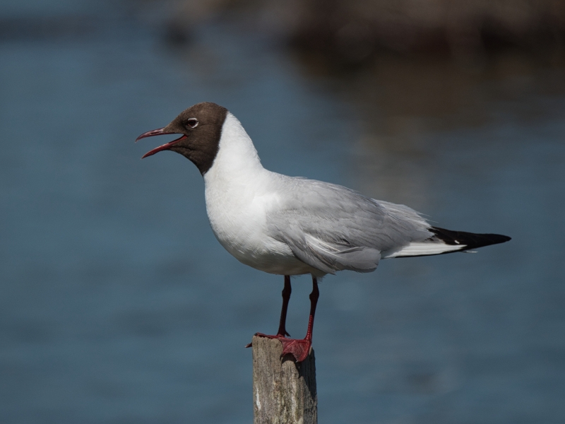 Photo Oiseaux Mouette rieuse