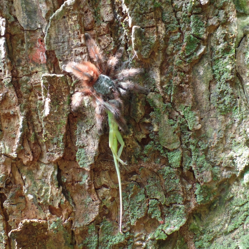 Photo Araignées Mygale Matoutou falaise