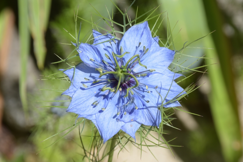 Photo Flore Nigelle de Damas