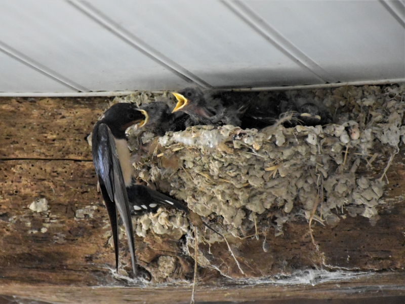 Photo Oiseaux Hirondelle rustique