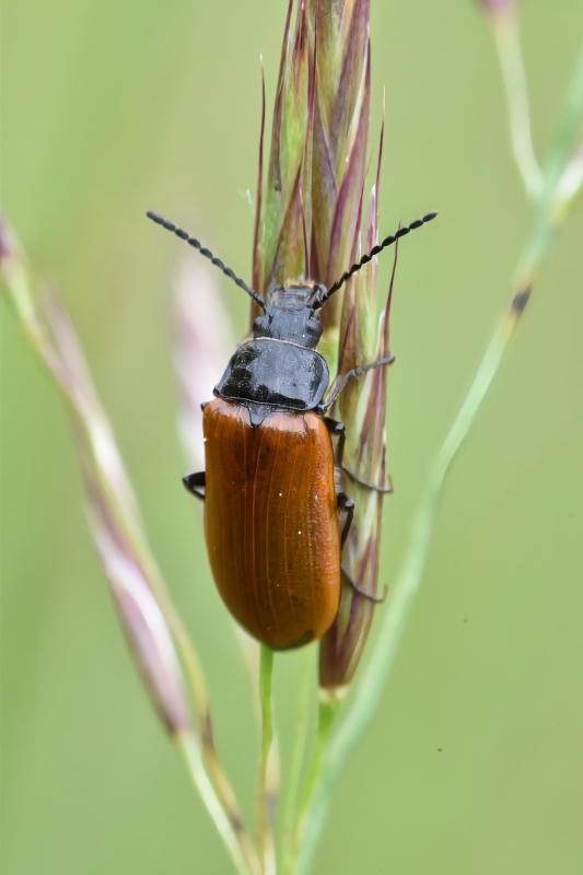 Photo Insectes Omophlus orangé