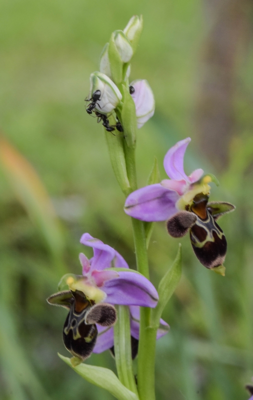 Photo Flore Ophrys abeille (Ophrys apifera)