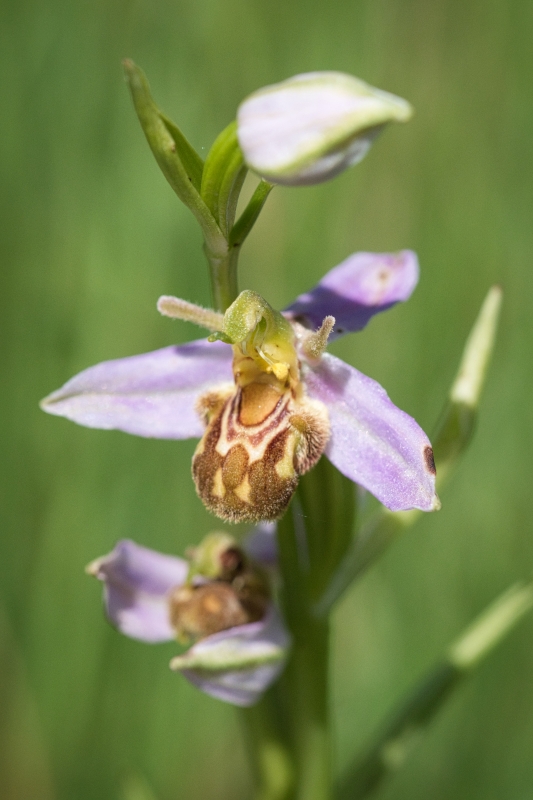 Photo Flore Orchis mouche