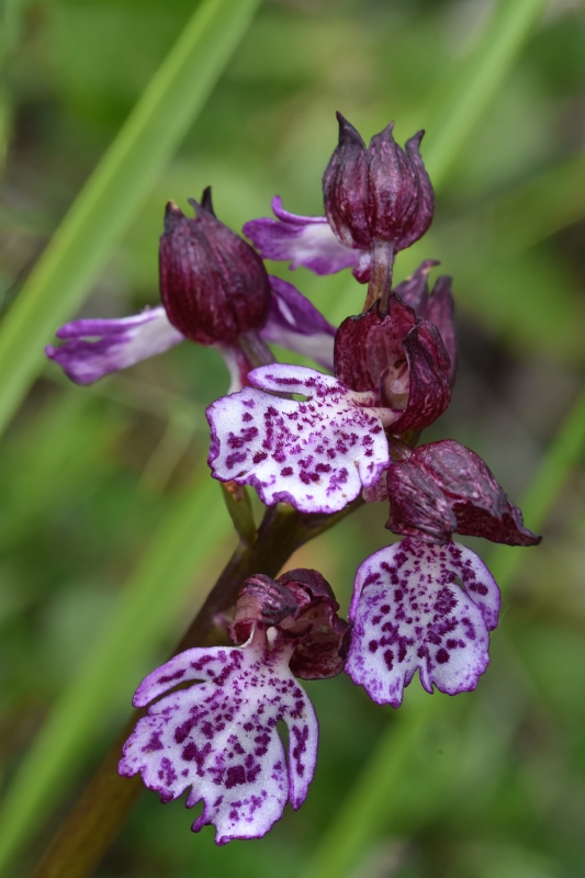 Photo Flore Orchis pourpre (Orchis purpurea)