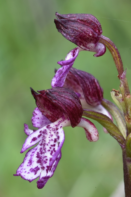 Photo Flore Orchis pourpre (Orchis purpurea)