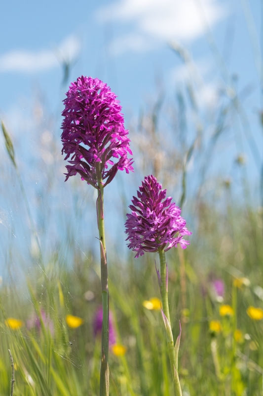 Photo Flore Orchis pyramidal (Anacamptis pyramidalis)