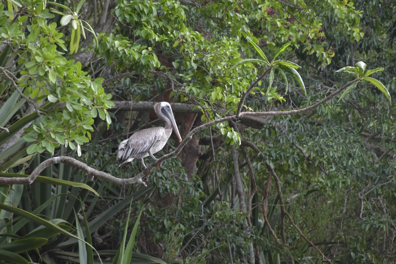 Photo Oiseaux Pélican