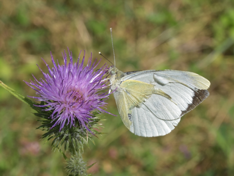 Photo Insectes Piéride