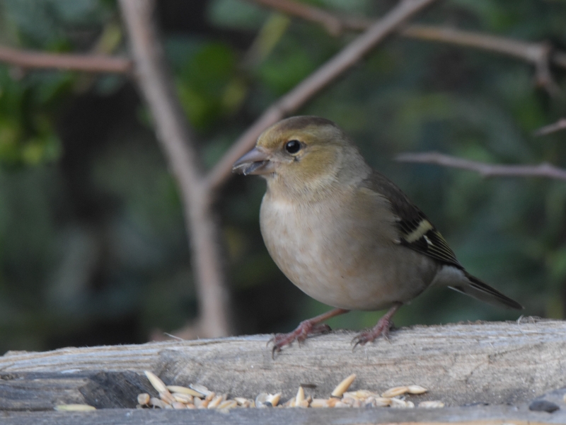 Photo Oiseaux Pinson des arbres femelle