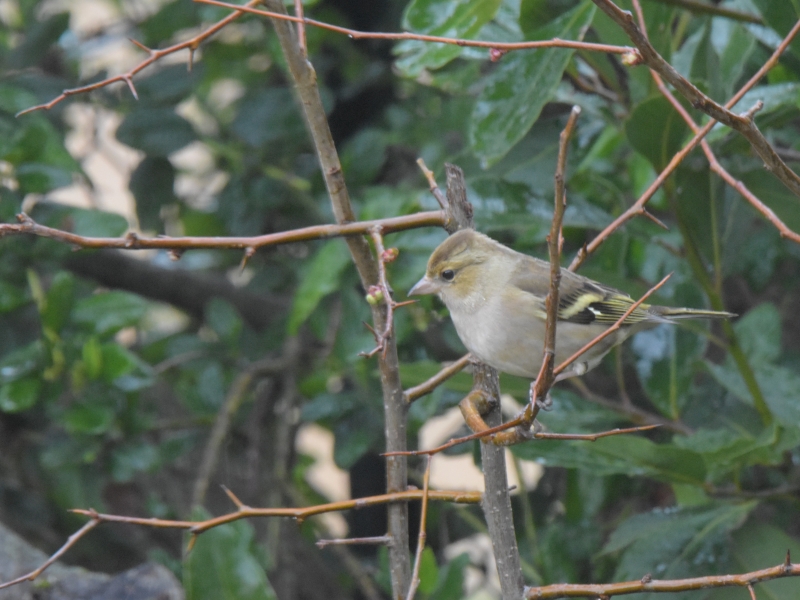 Photo Oiseaux Pinson des arbres femelle