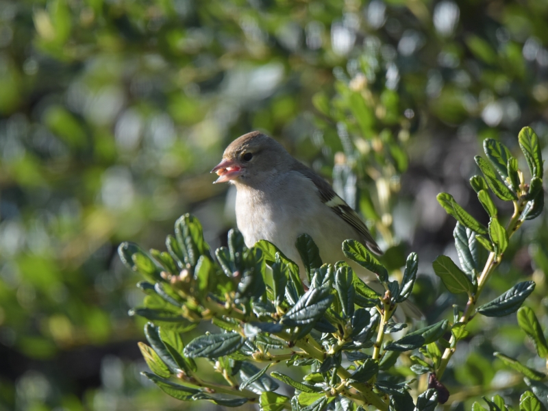 Photo Oiseaux Pinson des arbres femelle