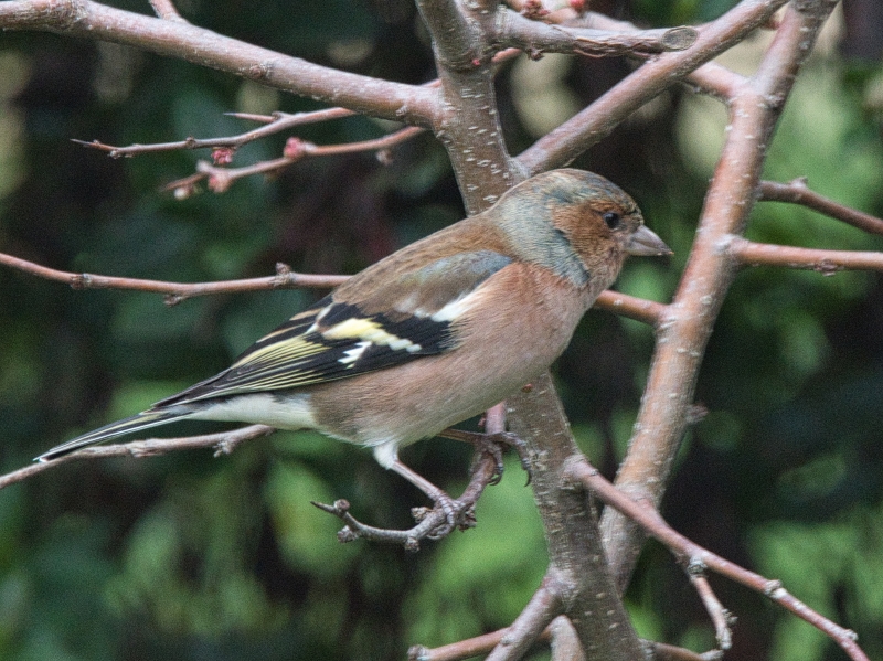 Photo Oiseaux Pinson des arbres mâle