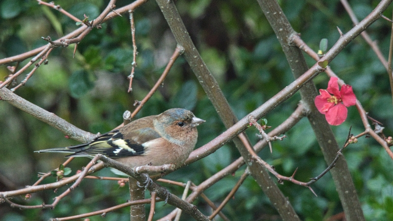 Photo Oiseaux Pinson des arbres mâle