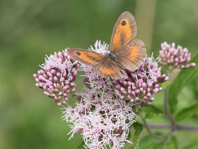 Photo Insectes Procris sur Eupatoire chanvrine