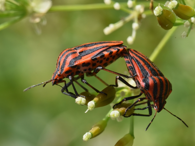 Photo Insectes Punaises arlequin